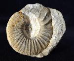 Ataxioceras (Ataxioceras) sp. FONTANNES 1879 - Bild © FossNet FossilienStore